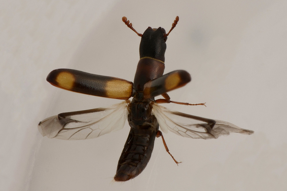 Trogositidae:   Nemozoma caucasicum